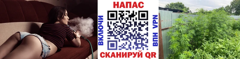 где можно купить   Бакал  Марихуана план 